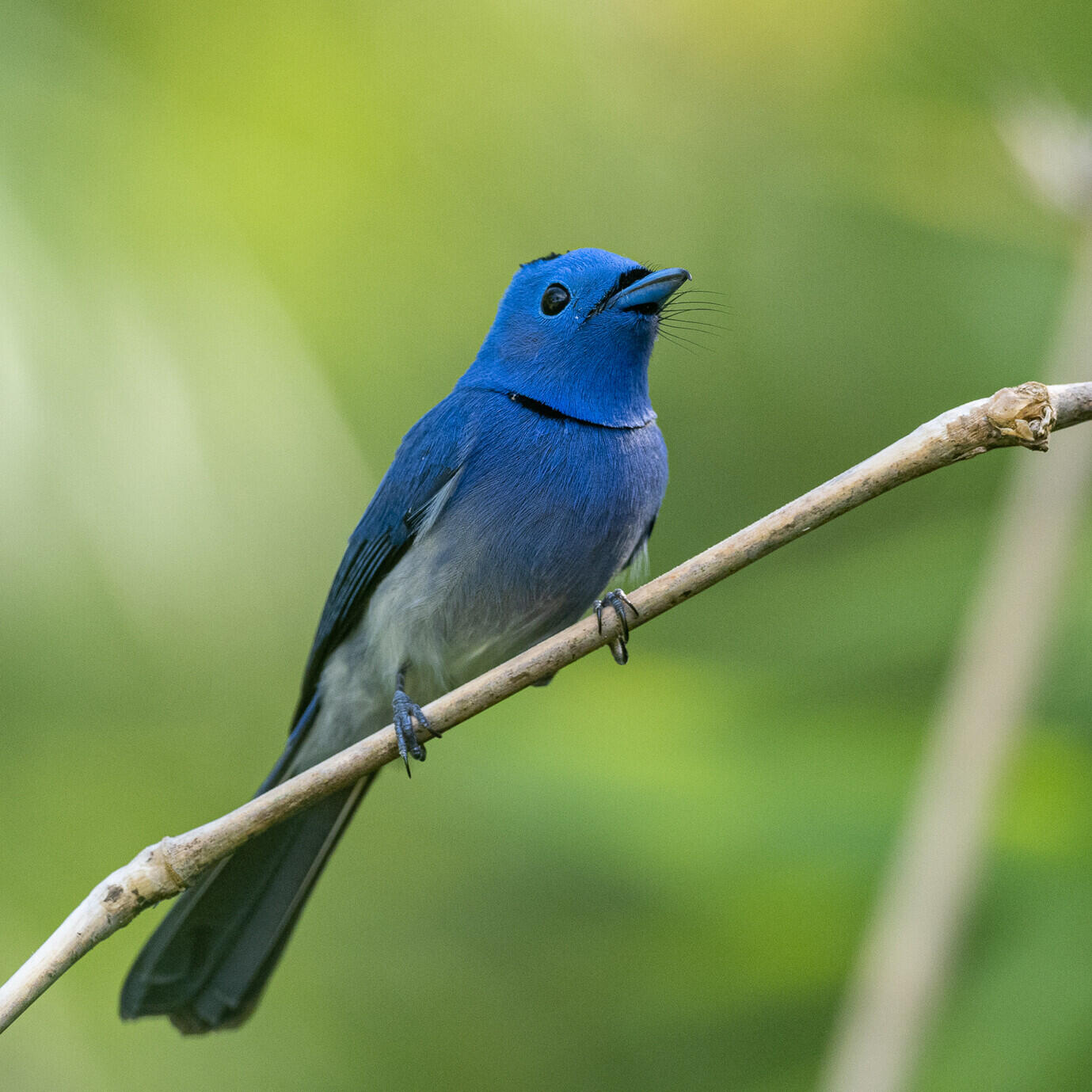 Black-naped Monarch